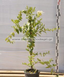 Lonicera