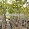 PYRUS/COMMUNIS/MODAGRI/PLANTS