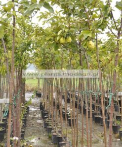 PYRUS/COMMUNIS/MODAGRI/PLANTS