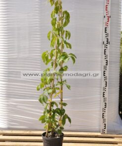 Parthenocissus 3lt Αμπελωψη - Modagri Plants