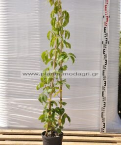 Parthenocissus