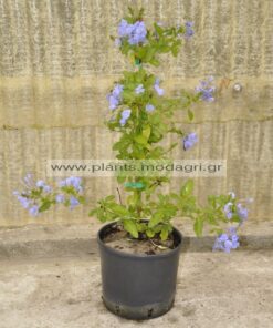 Plumbago