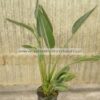 Strelizia reginae 5lt - Modagri Plants