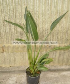 Strelizia reginae 5lt - Modagri Plants