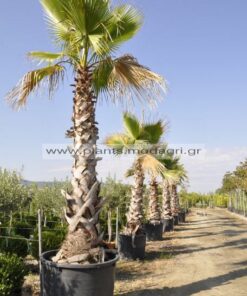 washingtonia - Modagri Plants