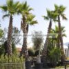 washingtonia 4-5m - Modagri Plants