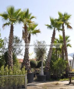 washingtonia 4-5m - Modagri Plants