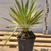 yucca gloriosa 3lt - modagri plants