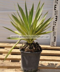 yucca gloriosa 3lt - modagri plants