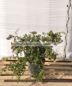 Φυτώριο Modagri Plants - Μόδι Θεσσαλονίκη - Abelia Edward Goucher 3lt