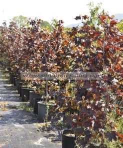 Acer crimson centry bush 1,50-1,75 25lt - Modagri Plants