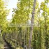 Acer negundo 8-10-12cm - Modagri Plants