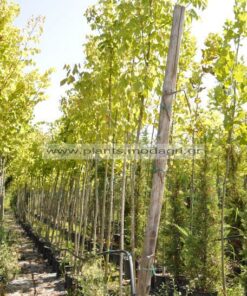 Acer negundo 8-10-12cm - Modagri Plants