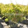 Acer palmatum 30lt 1,30-1,50cm - Modagri Plants