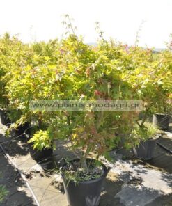 Acer palmatum 30lt 1,30-1,50cm - Modagri Plants