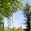 Betula pendula 14-16cm - Modagri Plants