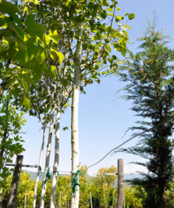 Betula pendula 14-16cm - Modagri Plants