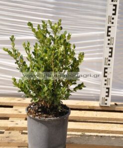 Buxus faulkner 3lt - Modagri Plants