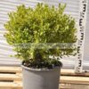 Buxus faulkner 7lt - Modagri Plants