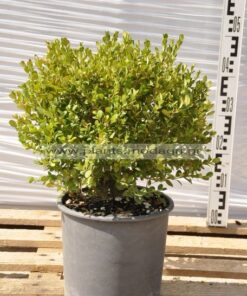 Buxus faulkner 7lt - Modagri Plants