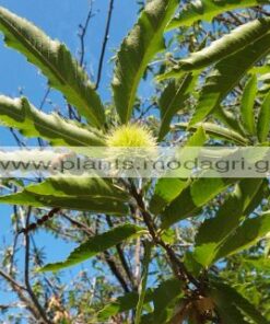 CASTANEA/SATIVA/MODAGRI/PLANTS