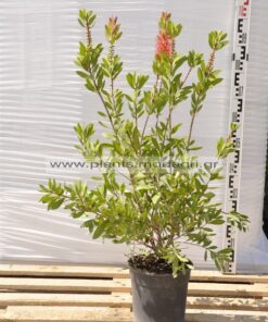 Callistemon 9lt - Modagri Plants