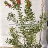 Callistemon laevis 9lt - Modagri Plants