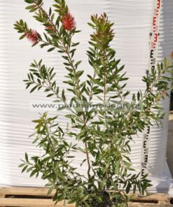 Callistemon laevis 9lt - Modagri Plants