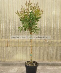 Callistemon mini tree 5lt - Modagri Plants