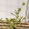 Chaenomeles japonica (τσιντόνια) 3lt - Modagri Plants