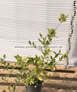 Chaenomeles japonica (τσιντόνια) 3lt - Modagri Plants