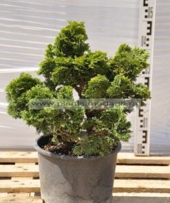 Chamaecyparis obtusa nana gracelis 7lt - Modagri Plants