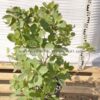 Cotinus coggygria 5lt - Modagri Plants