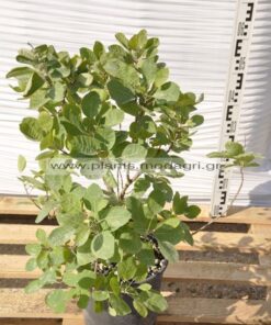 Cotinus coggygria 5lt - Modagri Plants