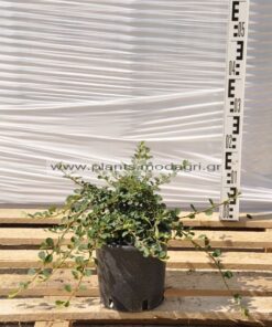 Cotoneaster dammeri 3lt - Modagri Plants