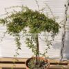 Cotoneaster salisifolius stem 9lt - Modagri Plants