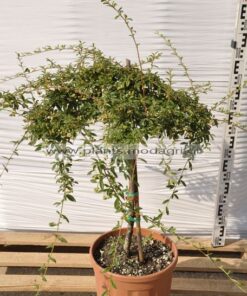 Cotoneaster salisifolius stem 9lt - Modagri Plants