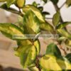 Elaeagnus limelight - Modagri Plants