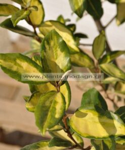 Elaeagnus limelight - Modagri Plants