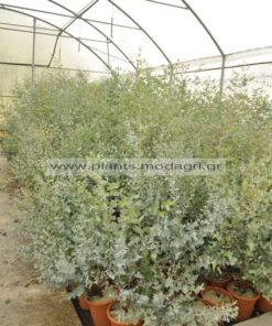 Eucalyptus gunni - Modagri Plants