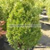 Euonimus japonicus 30lt cono 125cm - Modagri Plants