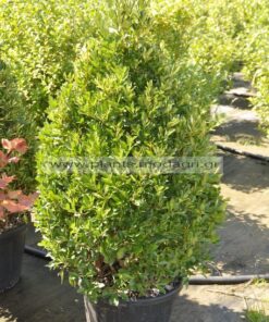 Euonimus japonicus 30lt cono 125cm - Modagri Plants