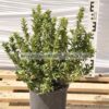 Euonimus japonicus microphyllus 3lt - Modagri Plants