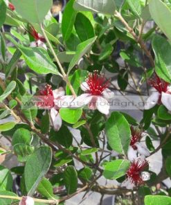 FEIJOA/MODAGRI/PLANTS