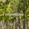 FRAXINUS/MODAGRI/PLANTS