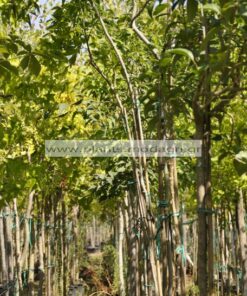 FRAXINUS/MODAGRI/PLANTS