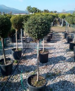 LIGUSTRUM/JONADRUM/MODAGRI/PLANTS