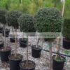 LIGUSTRUM/JONADRUM/MODAGRI/PLANTS