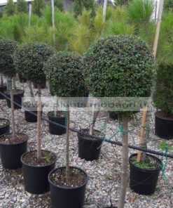 LIGUSTRUM/JONADRUM/MODAGRI/PLANTS