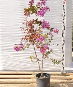 Lagoestremia indica 3lt - Modagri Plants